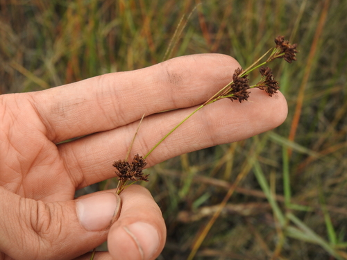 Image of Rhynchospora microcarpa by no rights reserved