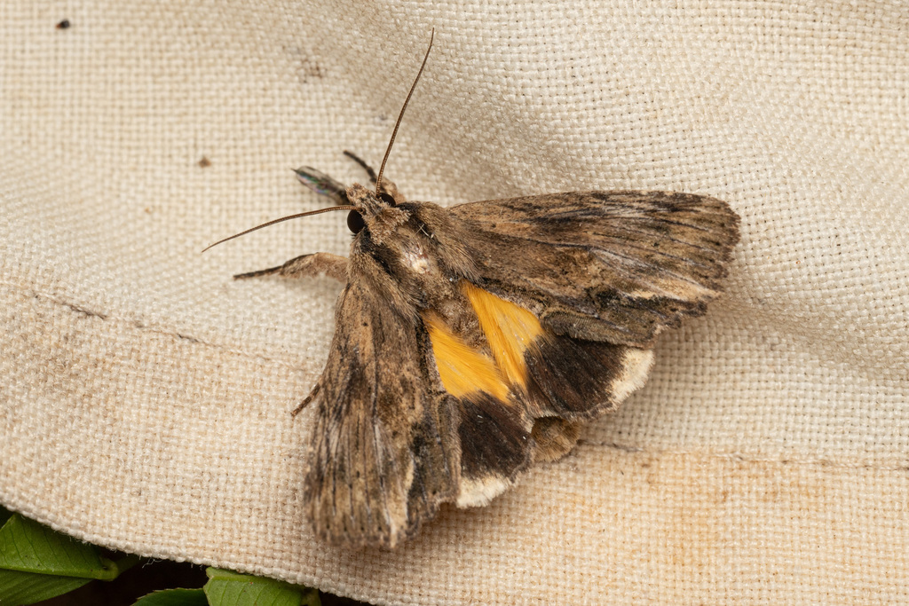 Zalissa stichograpta