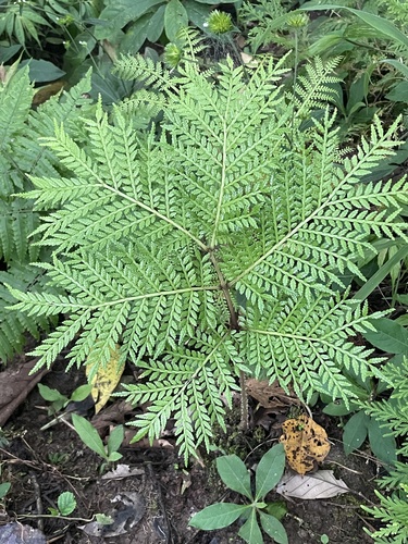 Ptisana melanesica observed 2023-11-11