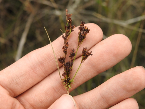 Image of Rhynchospora microcarpa by no rights reserved