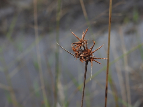 Image of Fuirena breviseta by no rights reserved