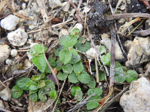 Image of Acalypha chamaedrifolia by no rights reserved