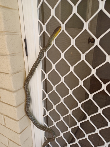 Common Tree Snake sighting