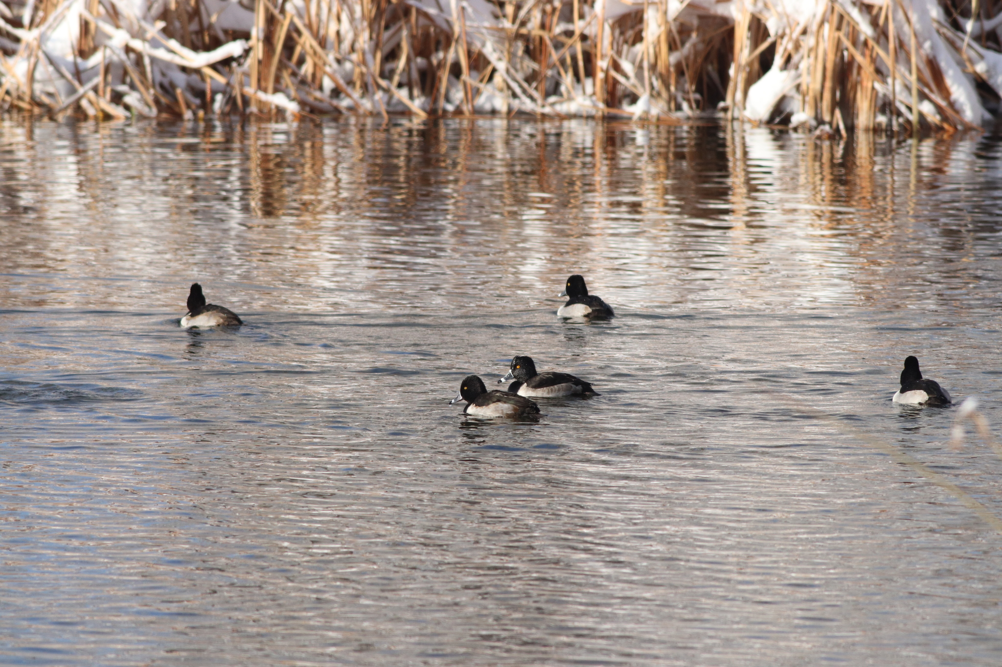 Ring-necked Duck