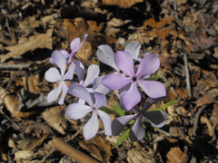 Phlox divaricata laphamii