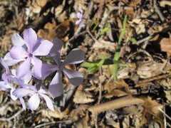 Phlox divaricata laphamii