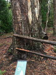 Eucalyptus amygdalina