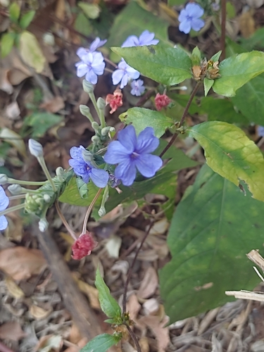 Image of blue eranthemum by (c) Meehir Pawar, some rights reserved (CC BY-SA)