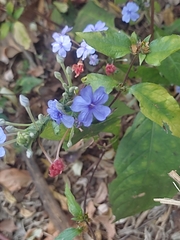 Eranthemum roseum, photograph (c) Meehir Pawar, some rights reserved (CC BY-SA)
