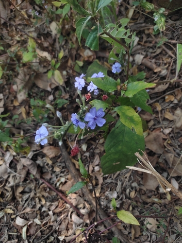 Eranthemum roseum, photograph 4