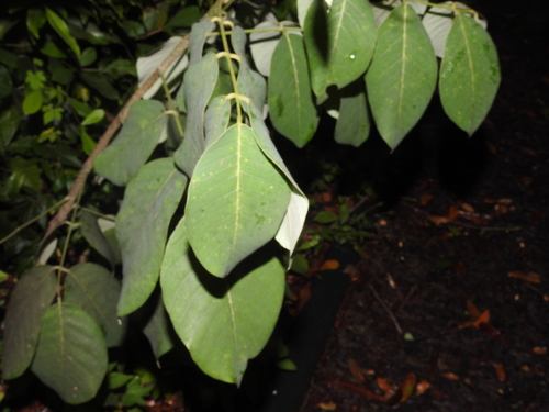 Florida fishpoison tree (Piscidia piscipula)