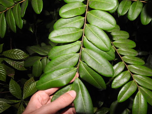 Paradisetree (Simarouba glauca)