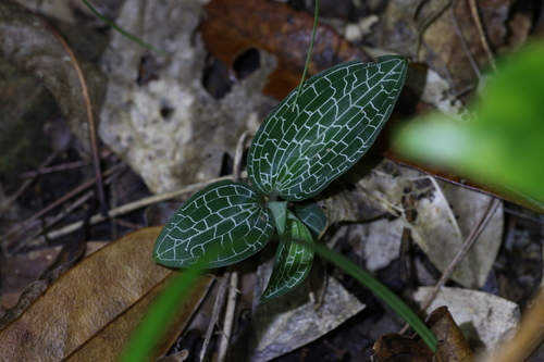 Goodyera hachijoensis (Goodyera hachijoensis)