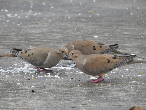 Mourning Dove photographed in Florida