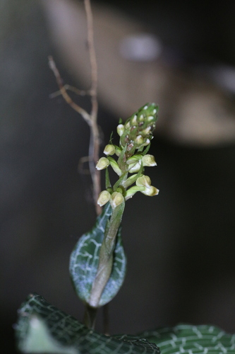 Goodyera hachijoensis (Goodyera hachijoensis)