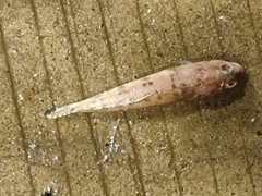 Grub Fish photo 2