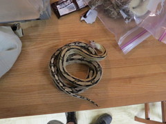 Bogertophis subocularis subocularis