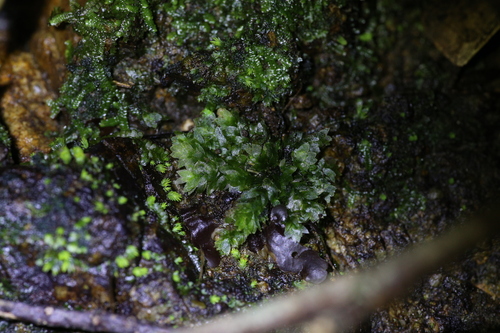 Image of Sharpleaf Hookeria Moss by (c) Hugo Innes, some rights reserved (CC BY)
