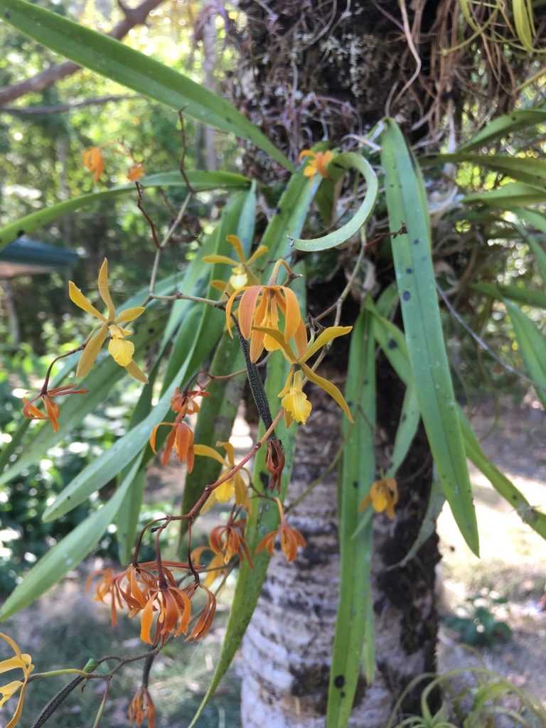 Encyclia stellata