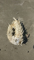 Tragulichthys jaculiferus