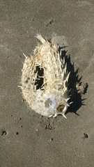 Tragulichthys jaculiferus