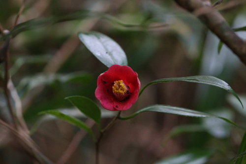 Camellia japonica