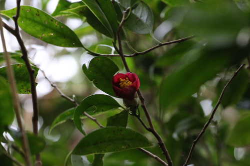 Camellia japonica