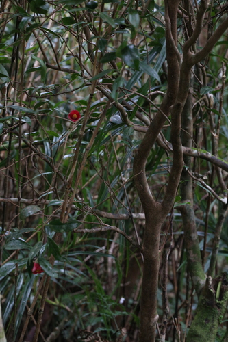 Camellia japonica