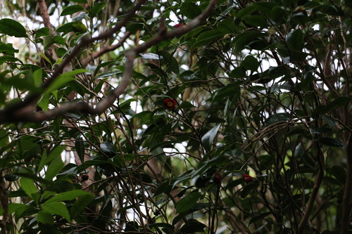 Camellia japonica