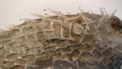 Tragulichthys jaculiferus