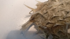 Tragulichthys jaculiferus