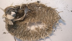 Tragulichthys jaculiferus