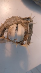 Tragulichthys jaculiferus