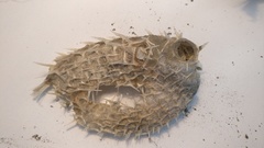 Tragulichthys jaculiferus