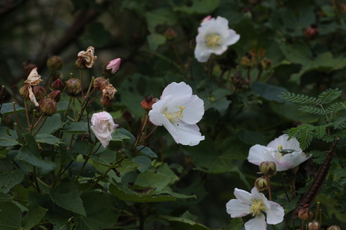 Image of Hibiscus makinoi by (c) Hugo Innes, some rights reserved (CC BY)