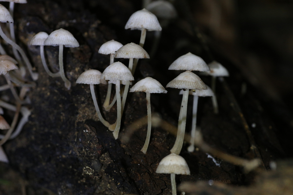 Favolaschia manipularis · December 2023 · photo: © hugo_innes (iNaturalist, cc-by)