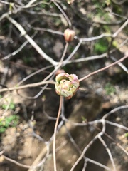 Rhododendron canescens