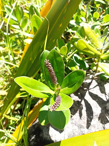 Image of Veronica speciosa by (c) Oscar Dove, some rights reserved (CC BY)