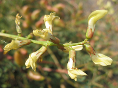 Astragalus deanei