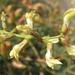 Astragalus deanei - Photo (c) snakeinmypocket, alguns direitos reservados (CC BY-NC), uploaded by snakeinmypocket