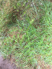 Pteridium aquilinum decompositum