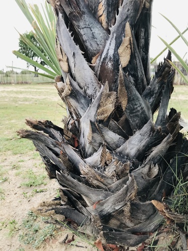 Makalani Palm