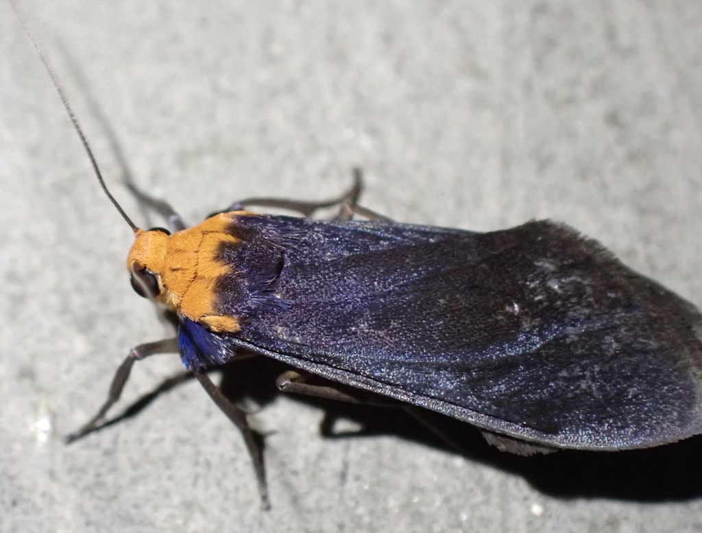 Scoliacma brunnea (Scoliacma brunnea)