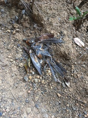 Piranga bidentata