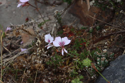 Image of Pelargonium longicaule by (c) Tony Rebelo, some rights reserved (CC BY-SA)