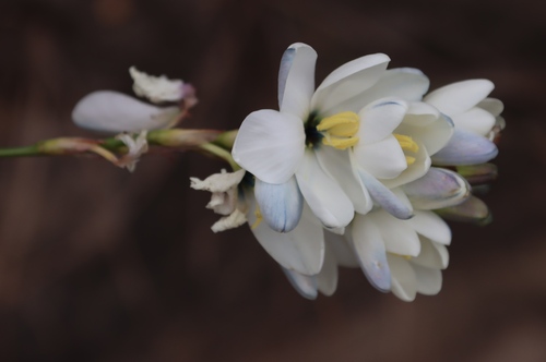Image of Ixia polystachia by (c) Tony Rebelo, some rights reserved (CC BY-SA)