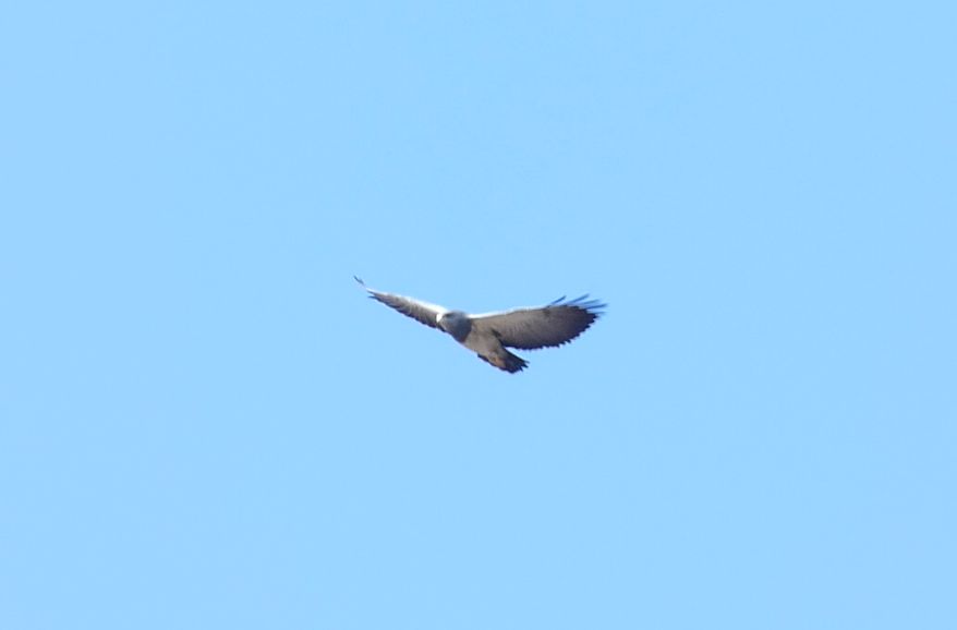 Geranoaetus image