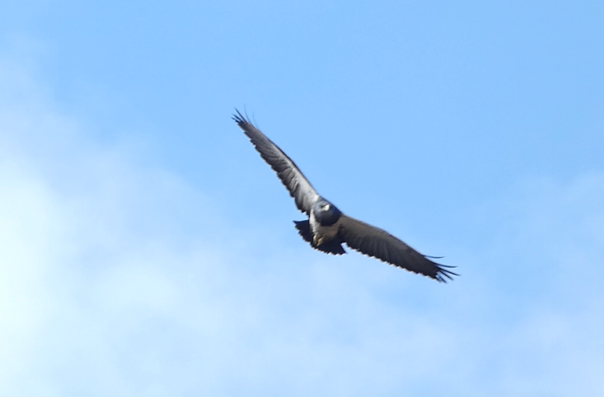 Geranoaetus image