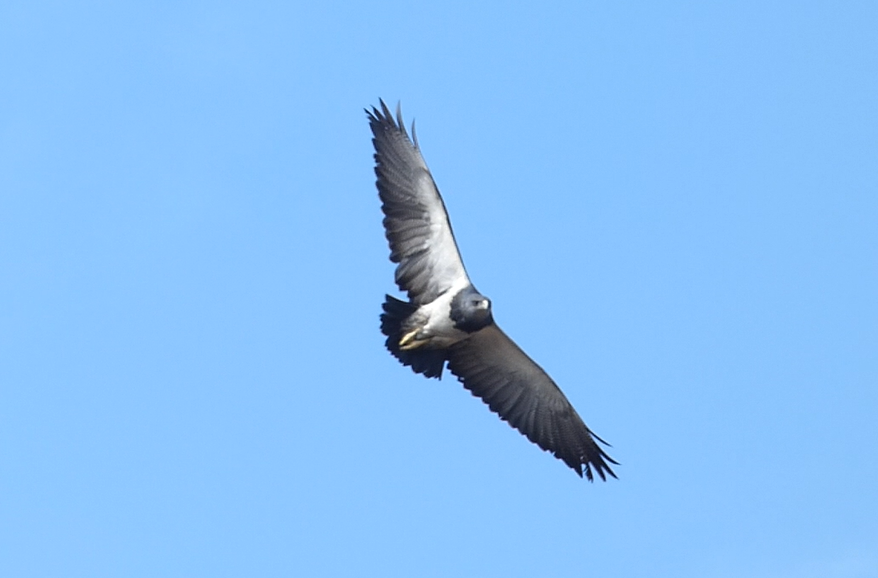 Geranoaetus melanoleucus image