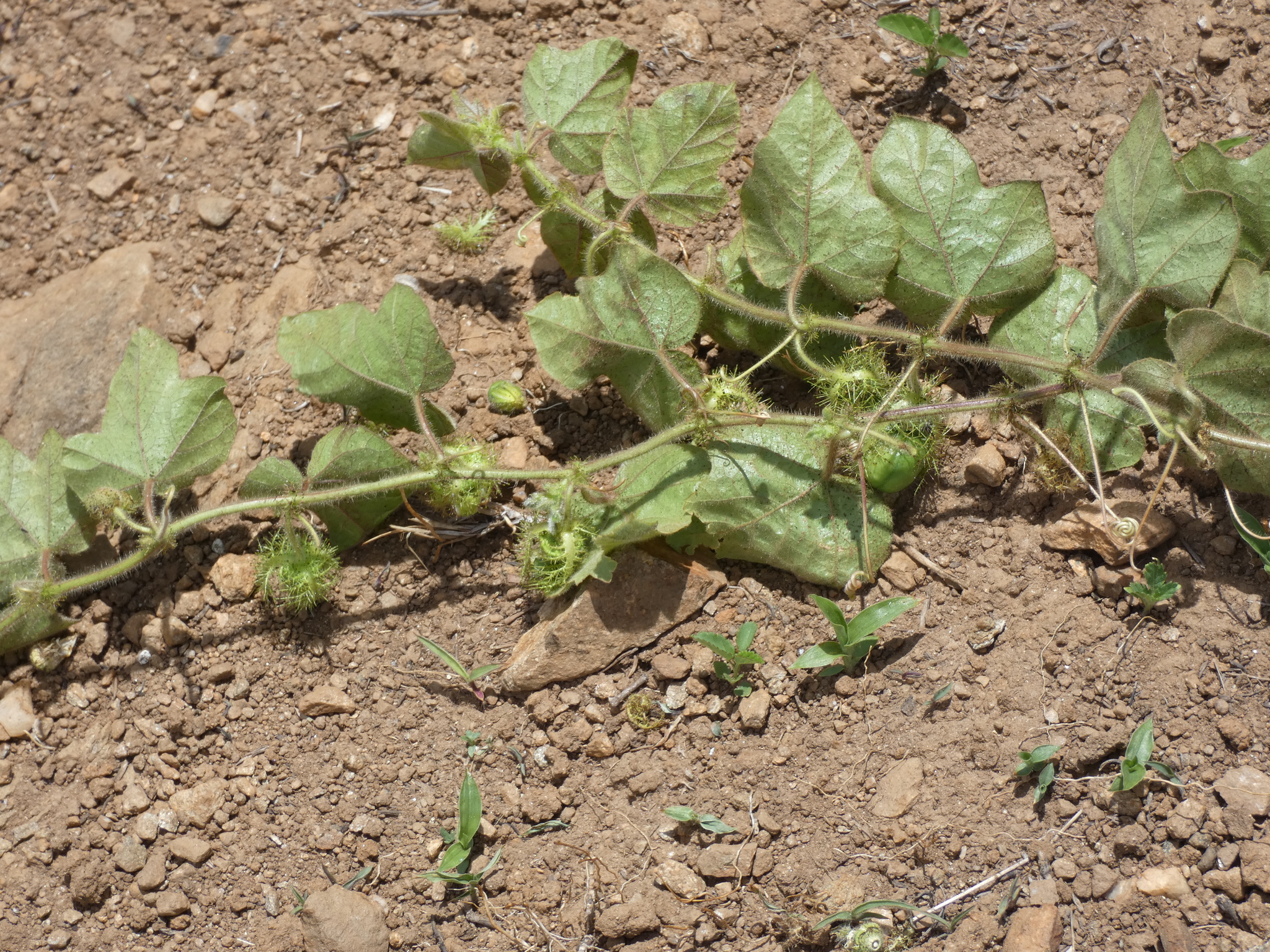Passiflora vesicaria image